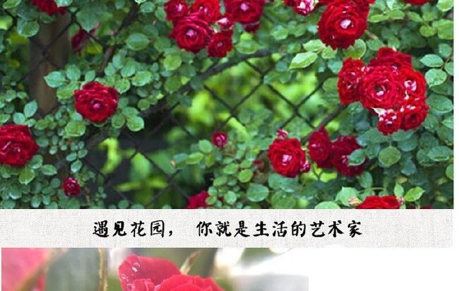  小女孩藤本月季花苗爬藤蔷薇庭院花园地栽阳台楼顶盆栽拱门花墙