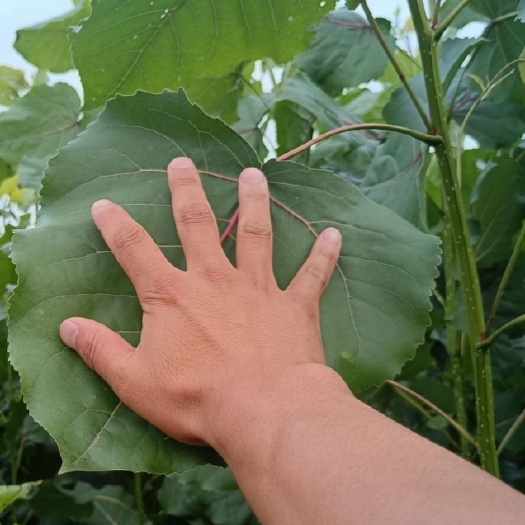 供3804/3412杨树苗，成活率高，生长快