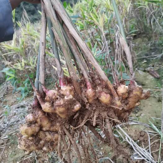 阳山县小黄姜，广东阳山粤北，火姜，农户自产自销