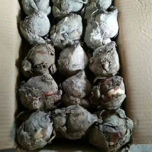 漳州漳州水仙花30个装的，性价比高的水仙花