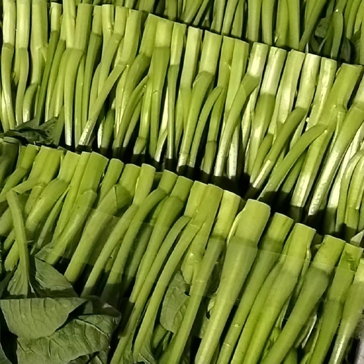上海菜心 上海市上海市金山区 