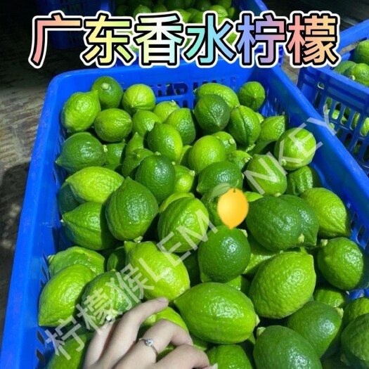 揭阳柠檬猴广东香水柠檬【一件代发】手打柠檬茶果专果下单当天发货