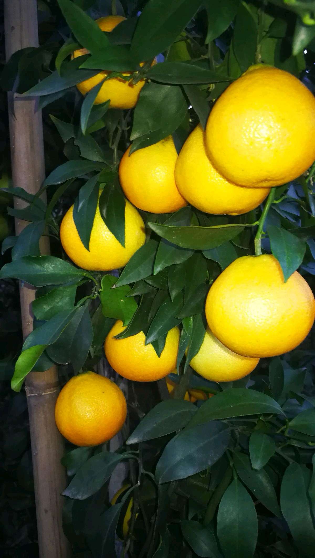 重庆柑桔苗  爱媛69.，大果形黄美人柑橘苗，大果形。不是小的黄