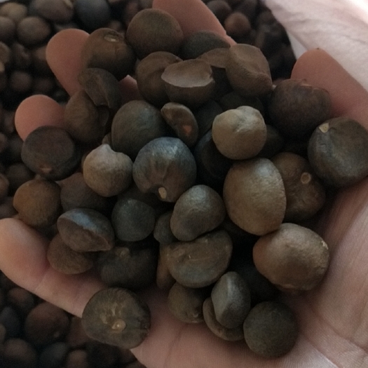 油茶籽，老树品种