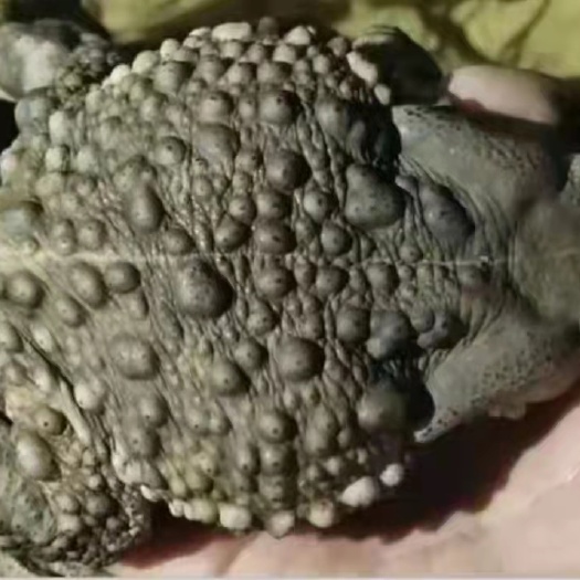 嘉祥县沙虫 药材活癞蛤蟆活活癞蛤蟆蟾衣衣癞蛤蟆活活疥蛤蟆