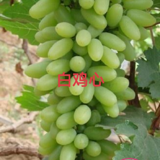 兴城市白鸡心葡萄苗 一年生贝达枕木