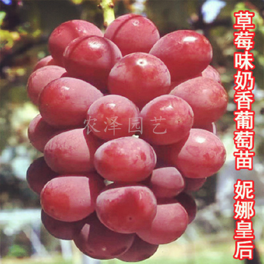 平度市妮娜皇后葡萄苗妮娜女皇葡萄苗精品嫁接苗新品种多少钱一棵