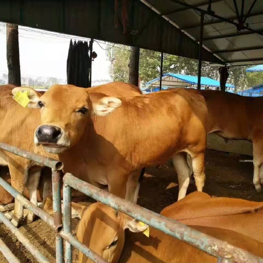 沭阳县黄牛