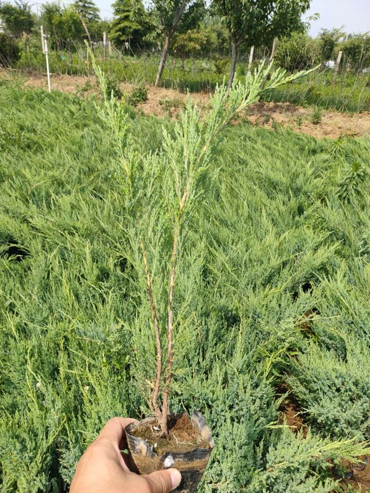 沙地柏工程苗，沙地柏种植基地，自产自销大量供应