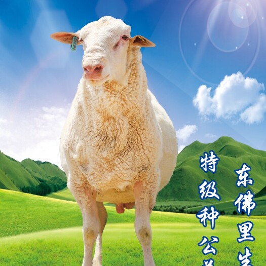 永昌县绵羊  东佛里生种公羊多胎，乳肉兼用。