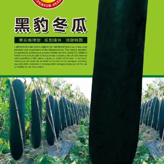 铁心冬瓜种子