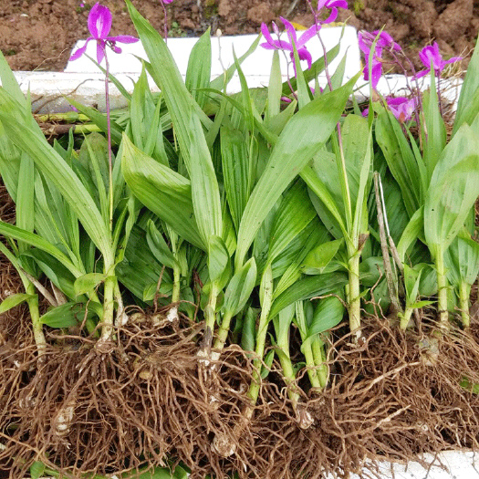 商洛紫花白芨苗  白芨种苗正宗紫花三叉白芨苗子批发零售