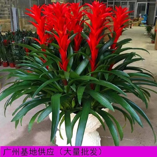 广州鸿运当头盆栽植物凤梨花苗水培花卉鲜花红星凤梨绿花植物水养室内