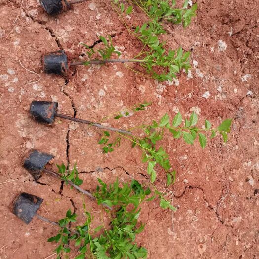 叶子花，三角梅小杯苗，云南昆明三角梅种植基地直销