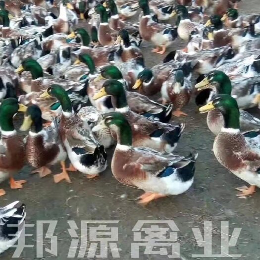 南宁杂交鸭苗  鸭苗杂交鸭青头鸭苗公司苗质量保证技术指导疫苗到位
