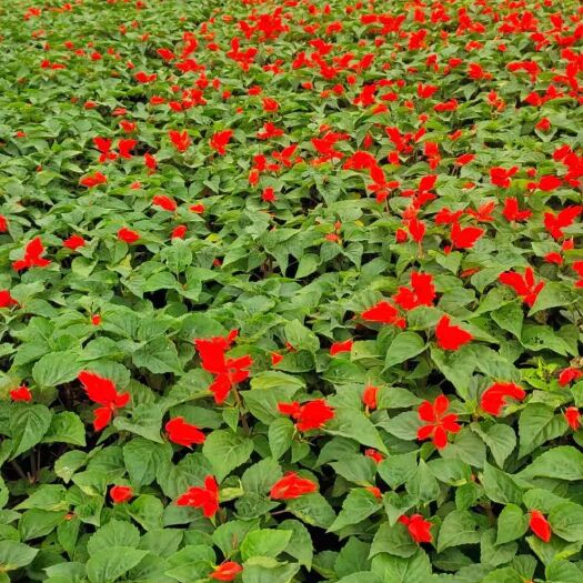 宜良县一串红，云南昆明一串红种植园一手货源
