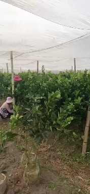 安远县 赣南脐橙苗早中晚熟品种质量保证要的抓紧