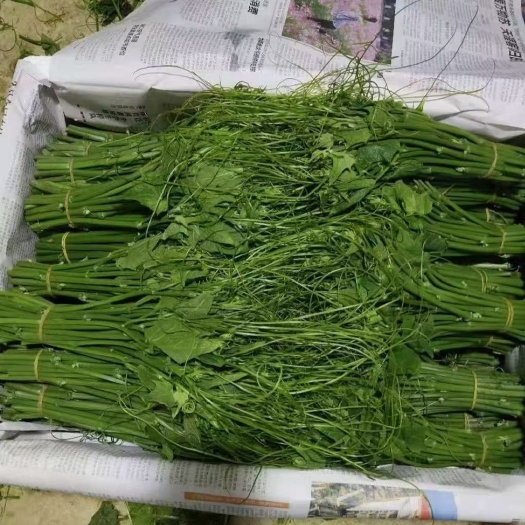 全南县佛手瓜藤尖 （瓜尖）高山山区山泉水种植