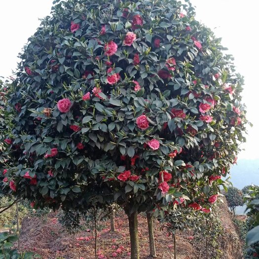 高县 庭院景观山茶花