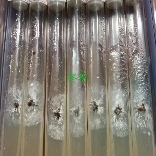 法库县竹荪菌种  红托竹荪，冬荪母种试管