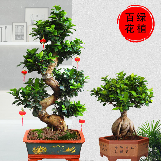 造型榕树  客厅大绿植花卉盆栽室内好养植物小叶人参榕树老桩盆