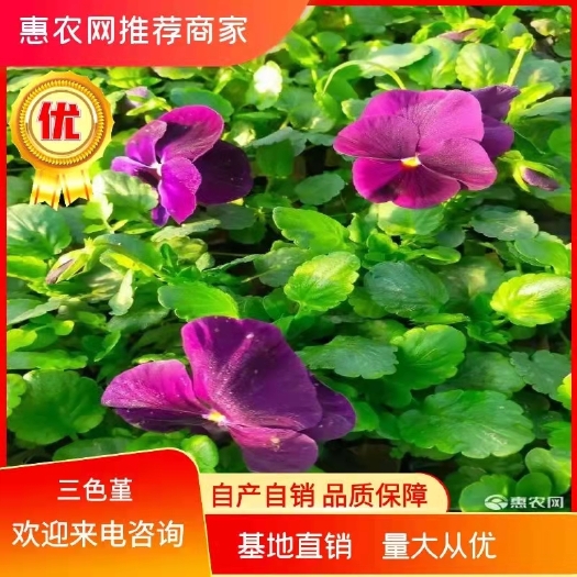 青州市三色堇，营养杯双色盆穴盘耐寒，冬季草花绿化苗木 花卉盆景