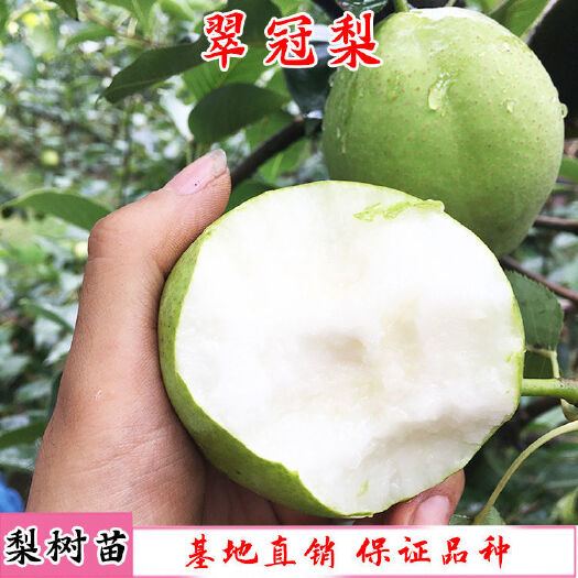 平邑县翠冠梨苗  梨树苗，特大梨树苗，皮薄肉多香甜可口量大优惠可以