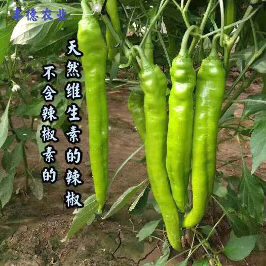 雷州市特大牛角椒苗8－10片真叶