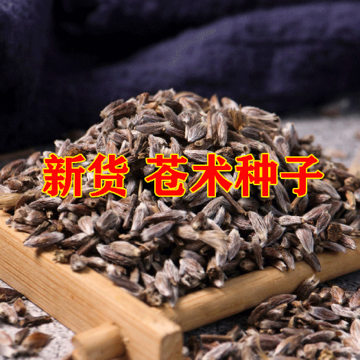 商洛苍术种子今年新货好货朱砂点苍术半月出苗质量保障