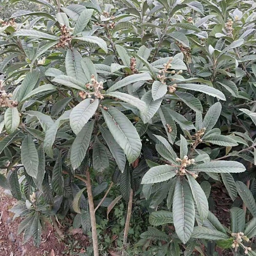 简阳市枇杷树苗  枇杷树（苗）大五星枇杷