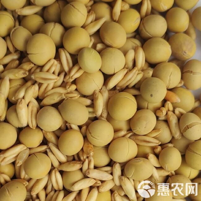 豆浆粉  低温烘焙熟豆子打豆浆专用各种口味豆浆包商用批发家用