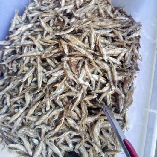 河源山坑鱼仔 鱼干