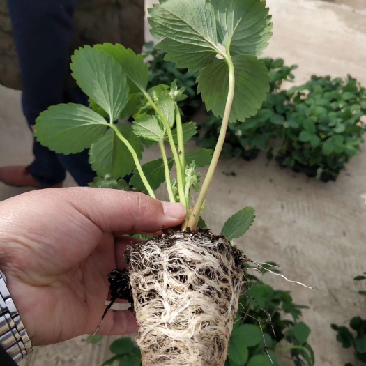 泰安草莓苗  草莓种苗 优质草莓脱毒种苗 草莓原种苗