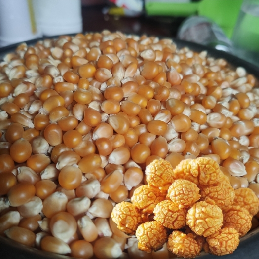 成都干玉米  球形玉米粒 成球率高