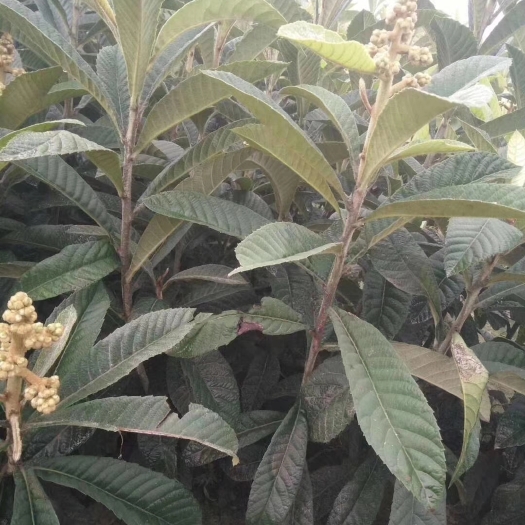简阳市枇杷树苗 有杯苗有地苗