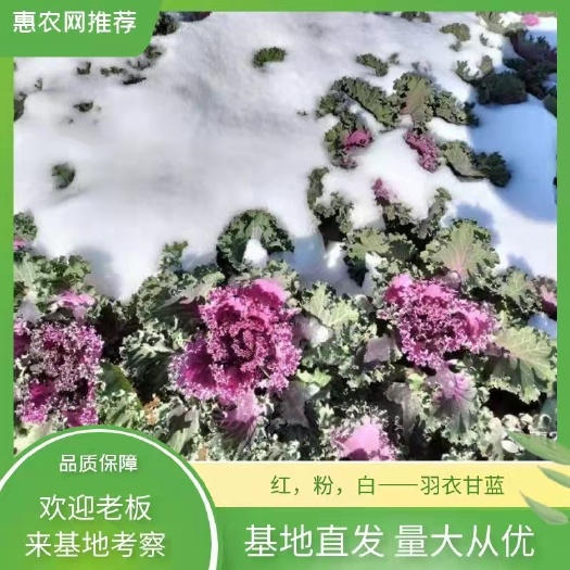 青州市羽衣甘蓝，国产，红，粉，白耐寒，冬季草花，观赏花，甘蓝。