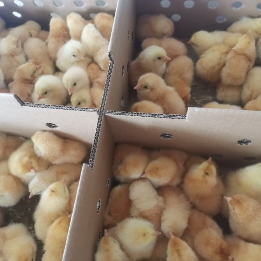 衡阳黄土二母苗农科院土二母苗鸡苗黄羽土鸡苗广西黄鸡苗三黄鸡苗