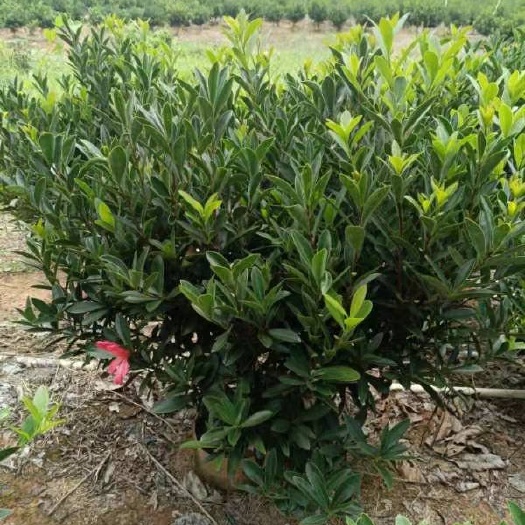 高州市山茶花 100~140cm 