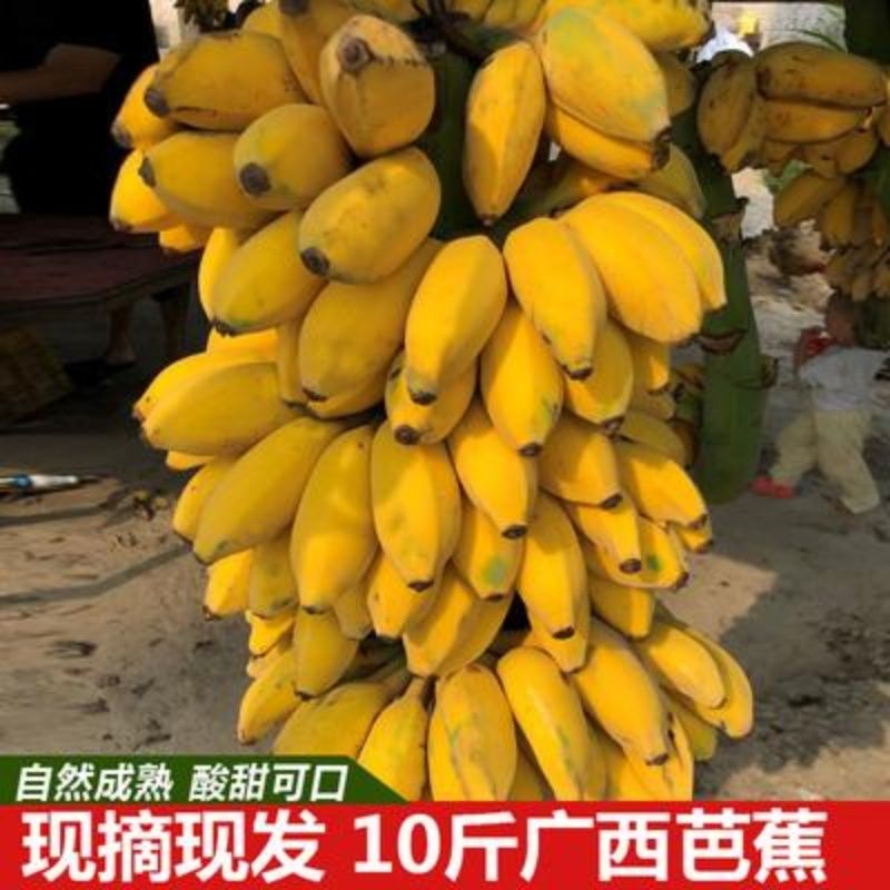 上林縣 廣西大芭蕉 大牛蕉 當天摘當天發 青蕉發貨9斤整箱