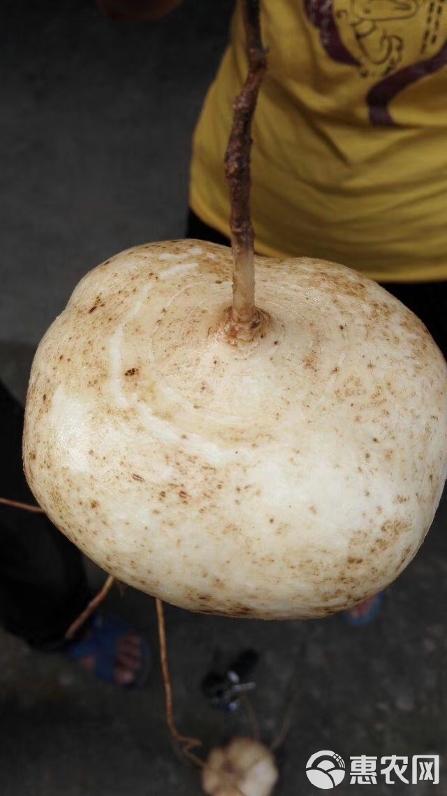 凉薯种子  成都双流牧马山双鑫川早一号，400克，地瓜嫩脆，