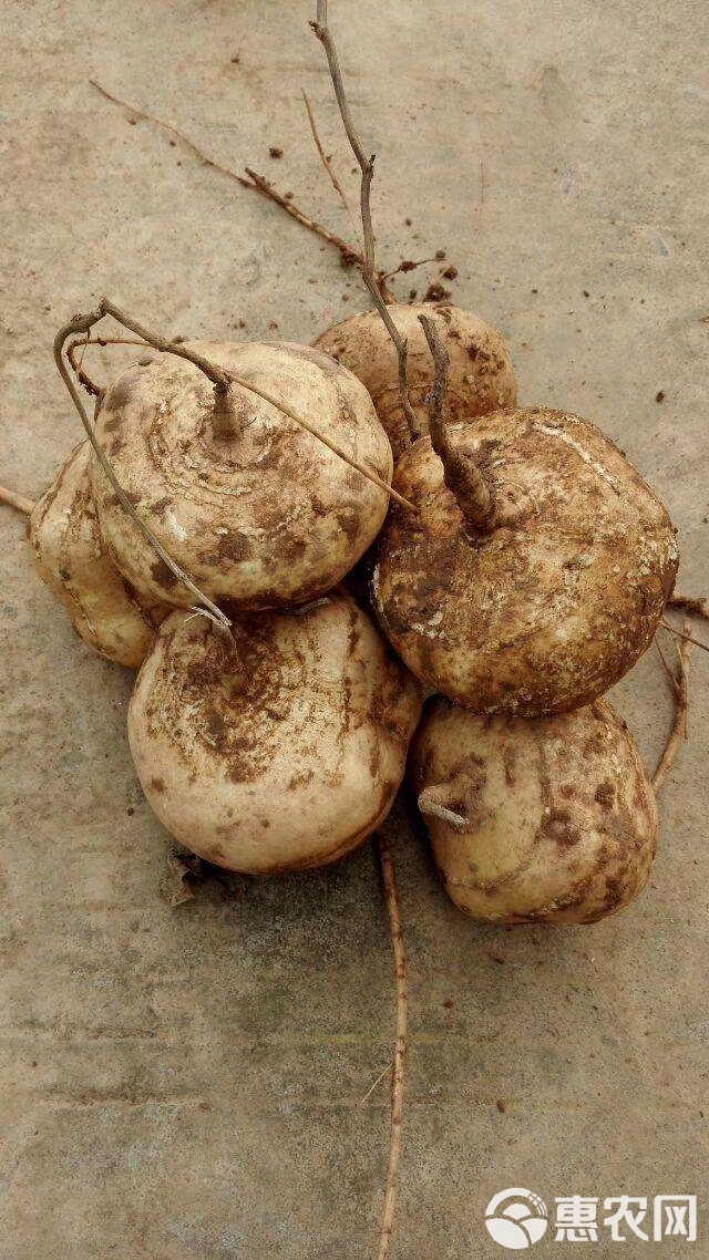 凉薯种子  成都双流牧马山双鑫川早一号，400克，地瓜嫩脆，