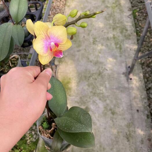  蝴蝶兰速抢开花株量不多只有5件货