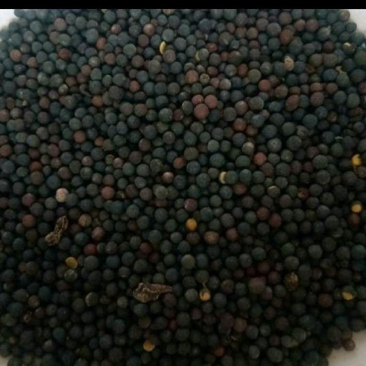 山丹县 油菜籽，