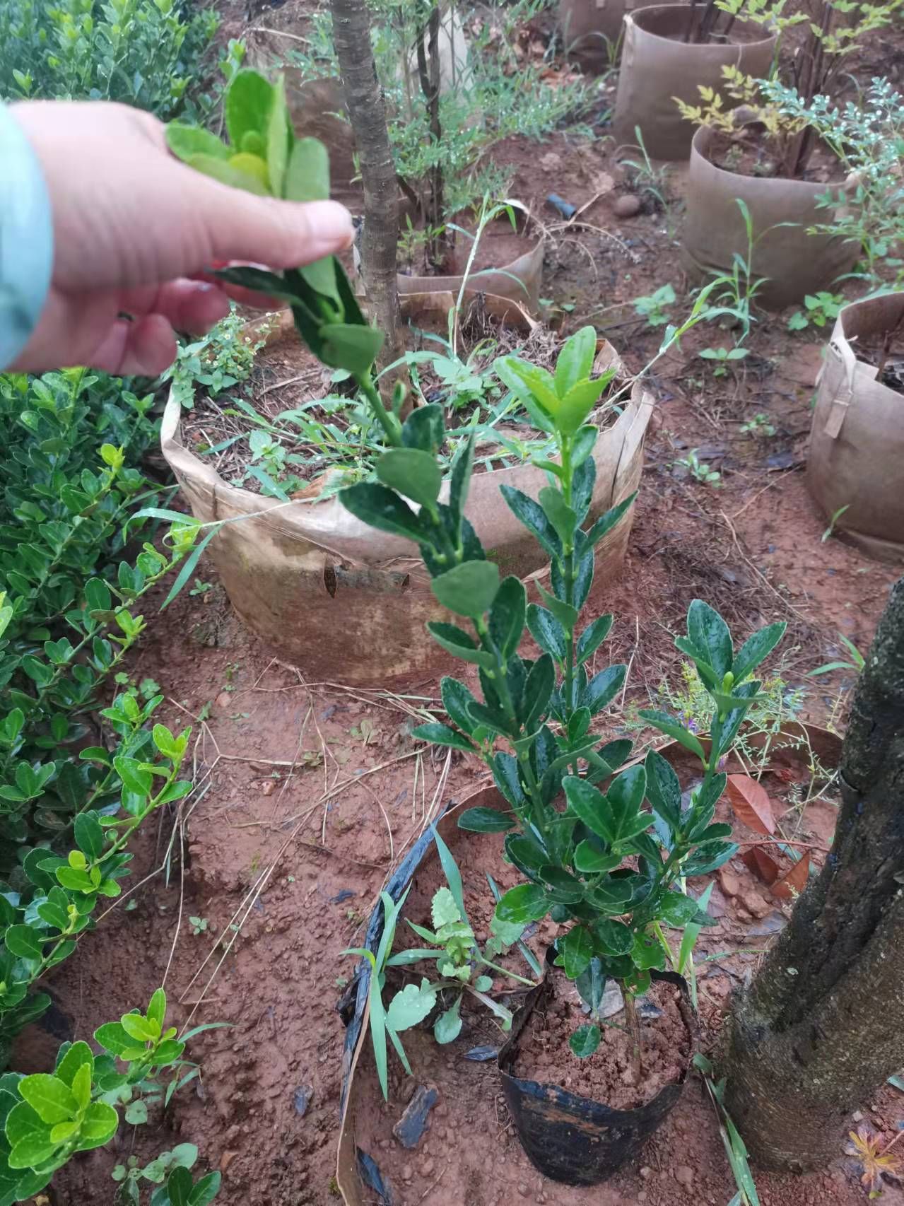 大叶黄杨，大叶黄杨种植园一手货源，多分叉，冠幅好！