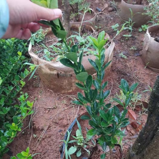 宜良县大叶黄杨，大叶黄杨种植园一手货源，多分叉，冠幅好！