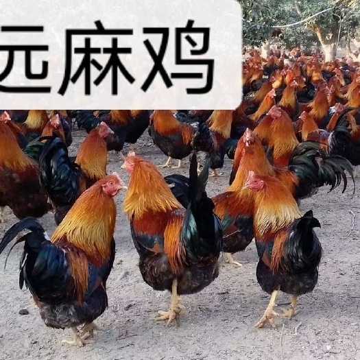 衡阳土鸡苗 清远麻2公苗 包路损包出壳疫苗红毛土鸡公苗包教技术