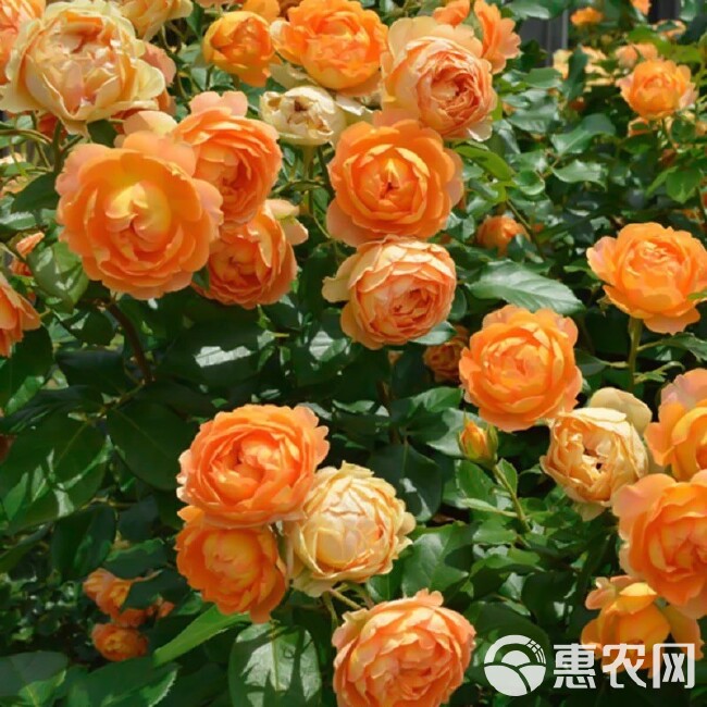  蜂蜜焦糖藤本月季花苗庭院爬藤阳台植物花卉蔷薇四季开花