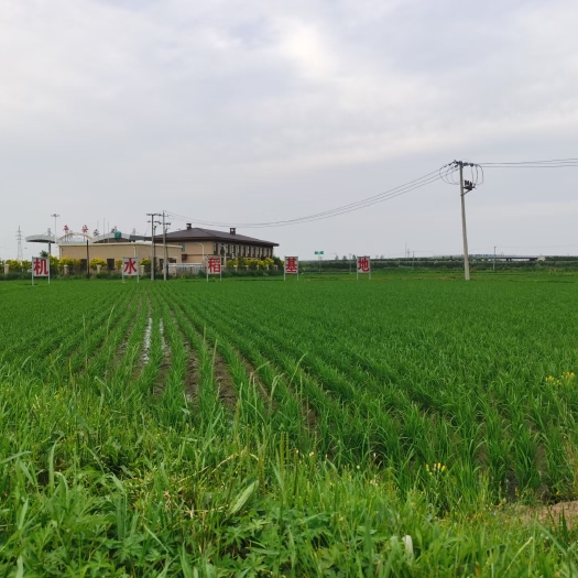 舒兰市粳米  东北稻花香新米