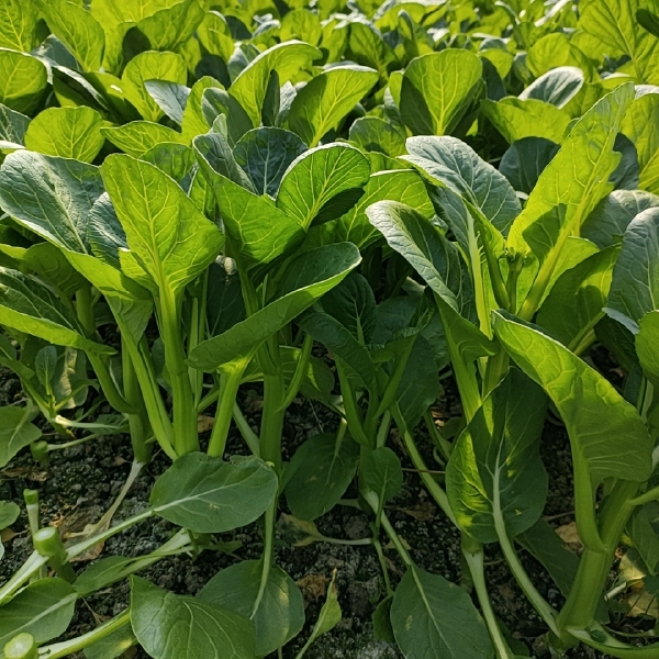 精品菜心寻求食堂，加工厂，长期合作江浙沪，价好商量