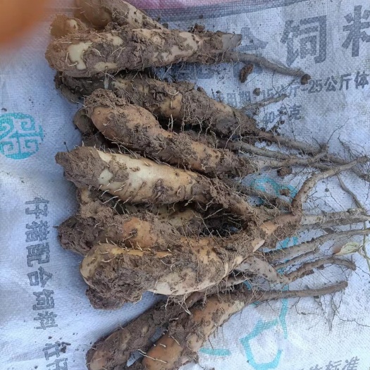 惠民县白玉山药苗  白玉山药豆苗